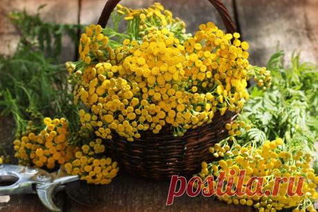 Трава пижма: полезные свойства, применение, лечение пижмой и противопоказания