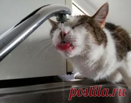 Забавные фото котов для хорошего настроения | Мечтательная кошка | Яндекс Дзен