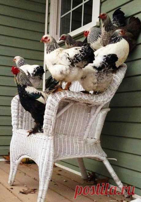 WOA Animal – Google+