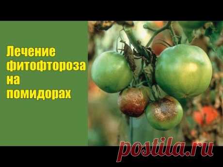 Фитофтора на помидорах: лечение народными и традиционными способами