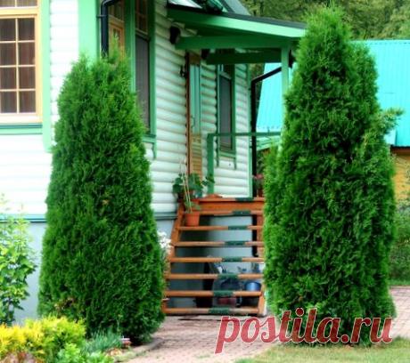 Арка из растений | Дачная жизнь - сад, огород, дача