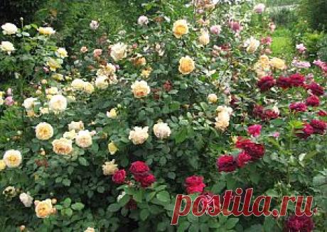 АНГЛИЙСКИЕ РОЗЫ (DAVID AUSTIN ROSES) | Самоцветик