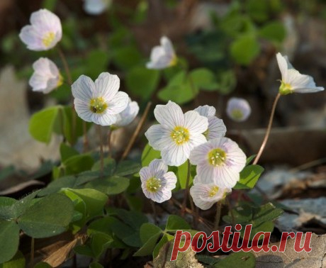 Кислица обыкновенная - Лекарственные растения - Большая медицинская энциклопедия