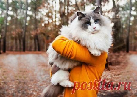 В этом посте обитают самые пушистые кошки на свете • НОВОСТИ В ФОТОГРАФИЯХ