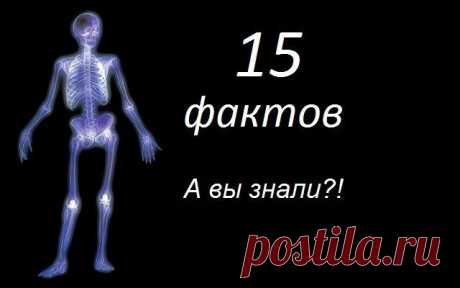 Занимательные факты о человеческом организме / Научный хит
