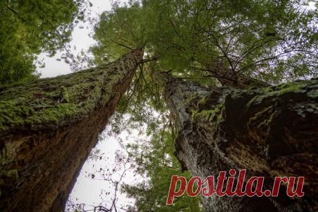 5 высочайших деревьев планеты Земля » ТрамБай! | Новостная медиаплатформа