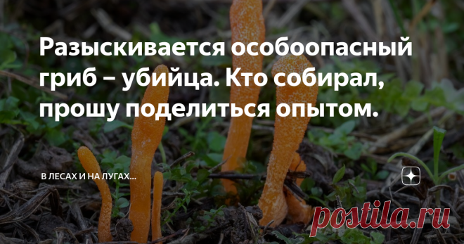 Разыскивается особоопасный гриб – убийца. Кто собирал, прошу поделиться опытом. Всем привет! Наверное, у многих грибников есть свой списочек видов, которые хотелось бы найти, но пока не сложилось. Лично у меня такой список имеется, и он ежегодно сокращается. На счёт некоторых, уже найденных, грибов потом начинаешь удивляться – то их не находил годами, а теперь на каждом шагу попадаются. Так у меня было с колпаком кольчатым, саркосомой шаровидной и зеленушками. Полагаю, что...