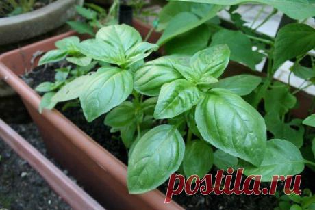 (1) Одноклассники