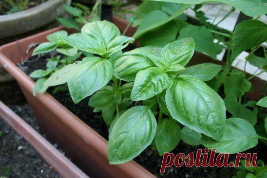 (1) Одноклассники