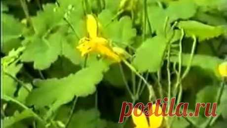 Свою методику применения чистотела при лечении онкологических заболеваний разработал Анатолий Потопальский. Им в 1959 году  был создан противоопухолевый, противовирусный и антимикробный препарат из чистотела «Амитозин».
Улучшив биологически активные молекулы чистотела, учёные добились, что «Амитозин» останавливает размножение злокачественных клеток. Проведённые клинические исследования показали хорошие результаты у сорока процентов больных. Рецедивы тоже не возникали. Повт...