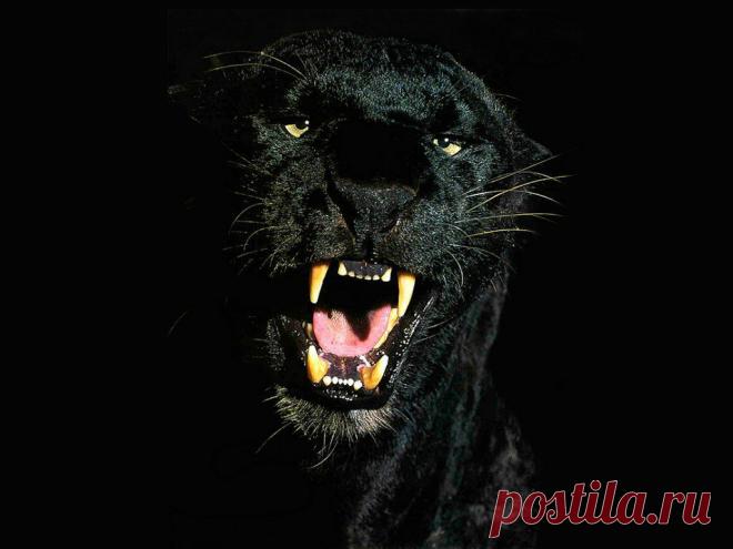 masterok: Пантера