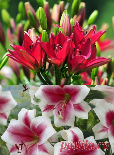 Когда лучше садить лилии (сроки и время посадки)
