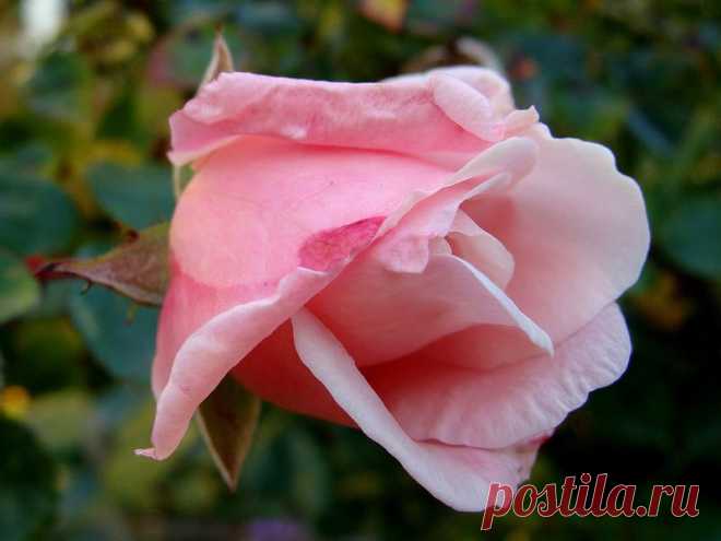 pridlidiya — «Роза» на Яндекс.Фотках