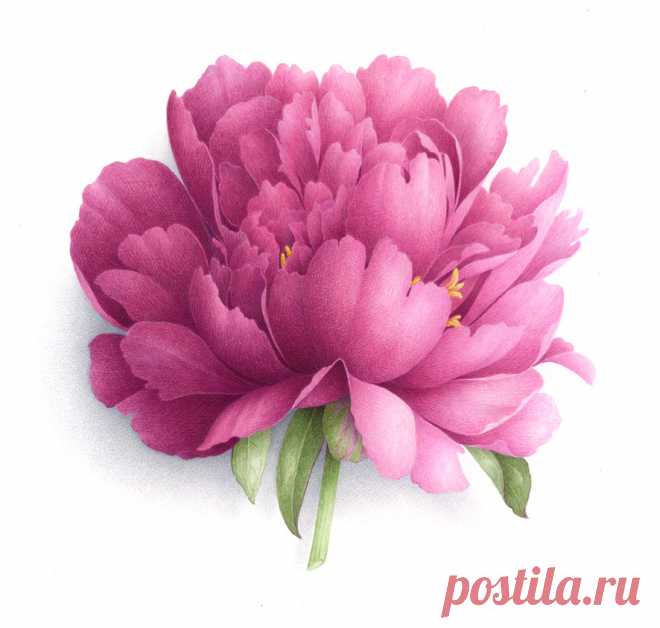 Коллекция картинок: Vincent Jeannerot 2