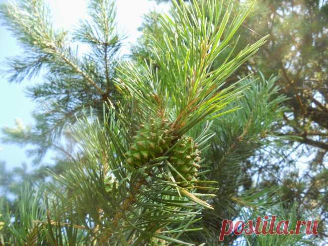 LIAUDIES IŠMINTIS PATARIA (pagal B. Martišienės knygą): ŽALI PUŠŲ KANKORĖŽIUKAI (lot. conus, strobilus) (KVĖPAVIMO TAKŲ SUSIRGIMAI)