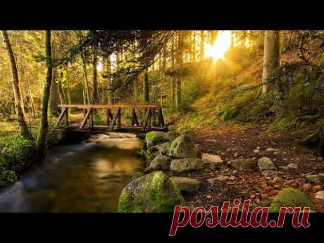 10 Hours Forest Creek Healing Tranqil Sounds for Deep Sleeping Meditation Relaxation Spa