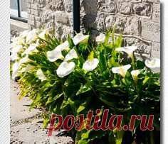 Все о садовых каллах