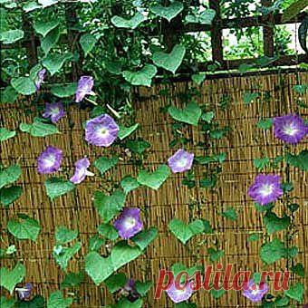 Плетень для дачи своими руками: традиции и современный дизайн - Учимся Делать Все Сами