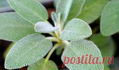 Как #лекарственное_растение и #на_кухне: чем полезен #шалфей?