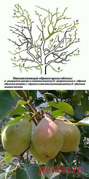 Обрезка яблони и груши с учетом особенностей плодоношения | Дача - впрок