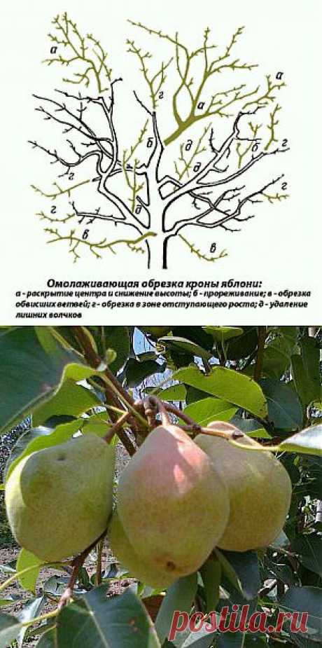 Обрезка яблони и груши с учетом особенностей плодоношения | Дача - впрок