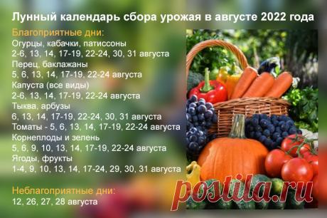Самые важные огородные дела августа 2022 года: что и когда делать согласно лунного календаря