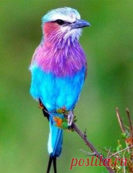 Летнее / Surfingbird знает всё, что ты любишь