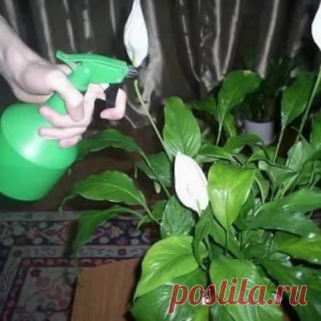 Благодаря этим рекомендациям комнатные цветы растут как на дрожжах… - МирТесен