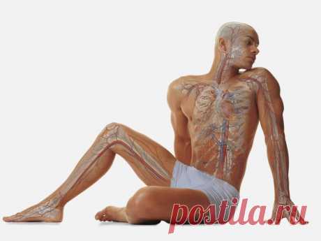 Омоложение эндокринной системы — это ВАЖНО знать! Профессор Александр Богомолец говорит: «Продление ... Всё о здоровье: Омоложение эндокринной системы — это ВАЖНО знать! Профессор Александр Богомолец говорит: «Продление ...