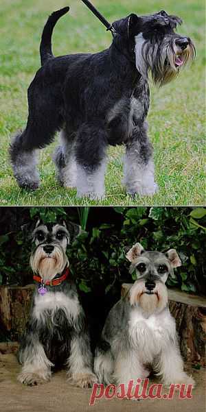 Цвергшнауцер (миниатюрный шнауцер)