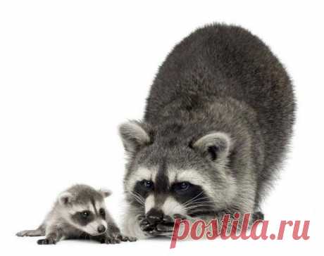 Дикие животные на фото