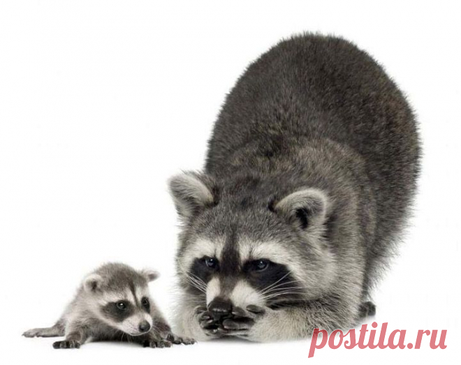 Дикие животные на фото