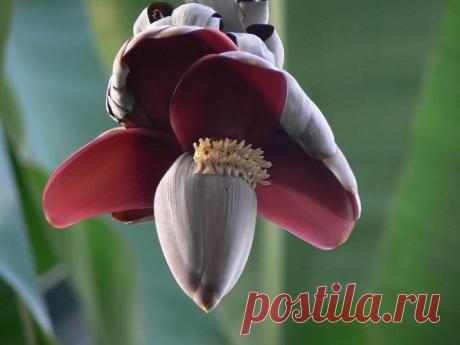 А вы видели, как цветёт банан? | Наука и техника