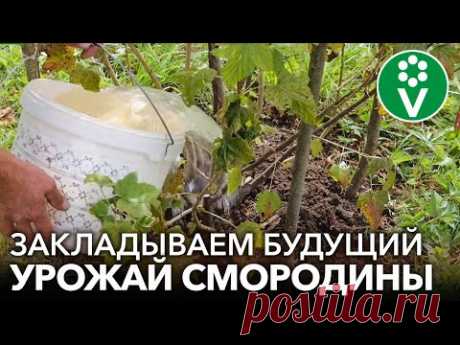 ТРИ ПРИЕМА НА СМОРОДИНЕ ОСЕНЬЮ, КОТОРЫЕ ЗНАЧИТЕЛЬНО УВЕЛИЧАТ УРОЖАЙ!