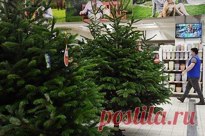 Россиян предупредили об опасных новогодних елках