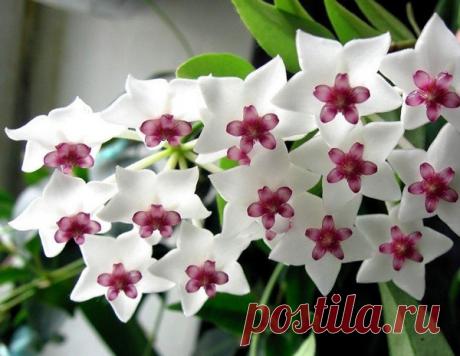 Хойя: виды, фото, уход в домашних условиях