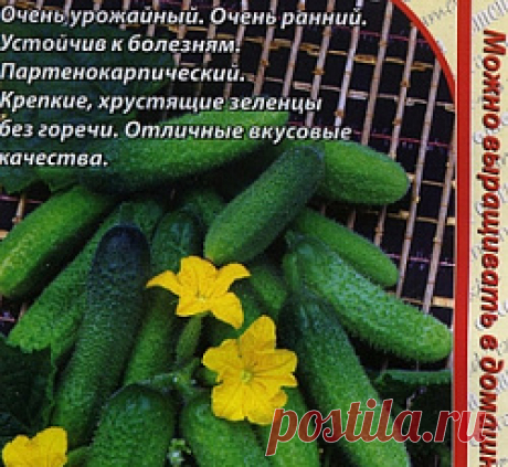 Огурец Куча мала F1 семена - низкая цена, описание, отзывы, продажа