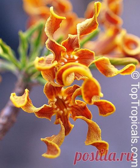 P5014536.jpg (500×601)