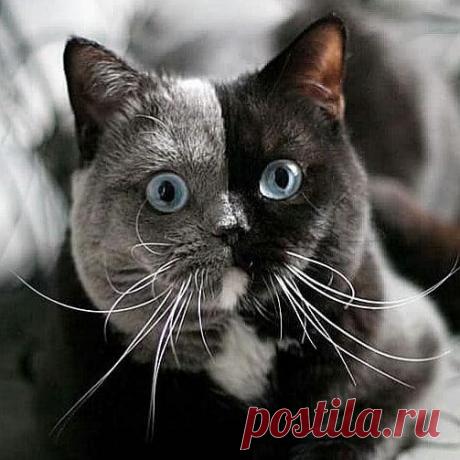 &quot;Двуликая&quot; красавица: кошка Нарния с необычным окрасом шерсти стала звездой Сети