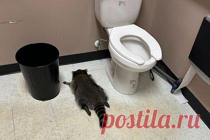 Енот проник в алкомаркет и уснул пьяным в туалете