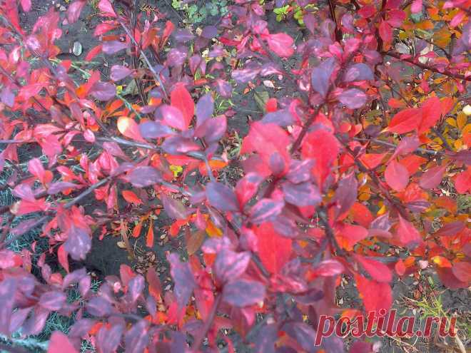 Барбарис Тунберга "Арлекин" (Berberis thunbergii "Harlequin") осенью