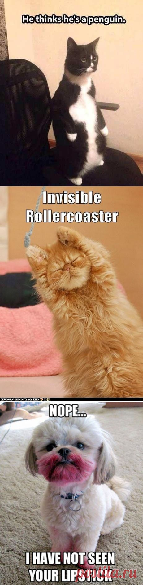 Top 30 Very Funny Animals Memes | Shining world