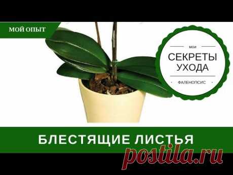 Чем Протирать Листья Орхидеи Для Блеска