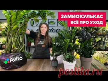 Замиокулькас » Основные правила ухода за долларовым деревом