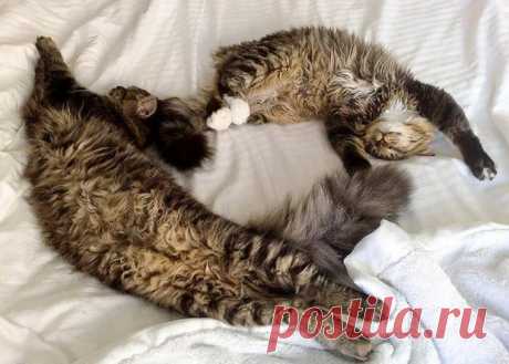 Котокайф