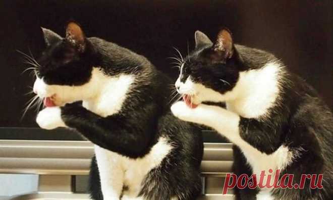 Синхронные коты