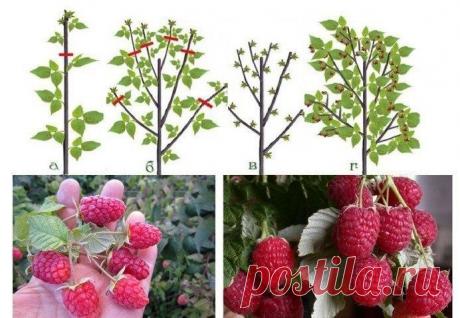 УРОЖАЙНАЯ ОБРЕЗКА МАЛИНЫ ПО СОБОЛЕВУ