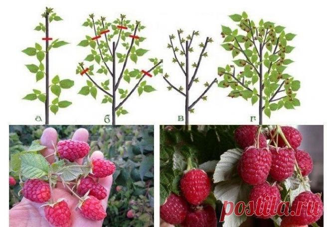 УРОЖАЙНАЯ ОБРЕЗКА МАЛИНЫ ПО СОБОЛЕВУ