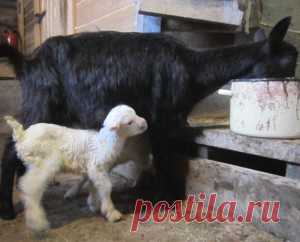 Разведение коз в домашних условиях для начинающих