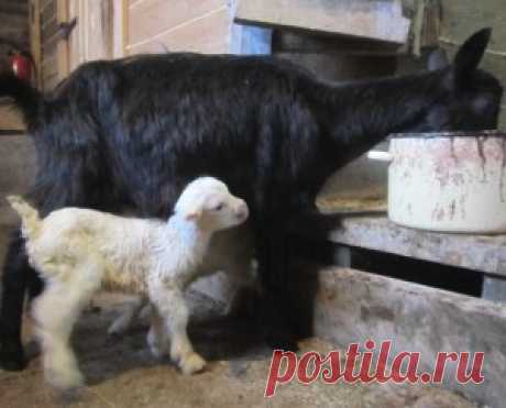 Разведение коз в домашних условиях для начинающих